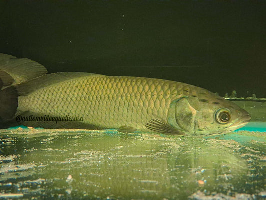 African arowana (Heterotis niloticus) 9"-10"