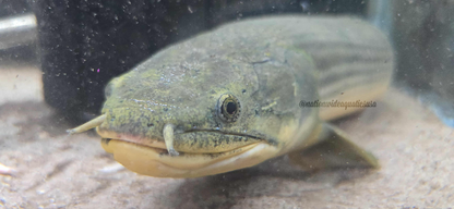 Polypterus weeksii XXL