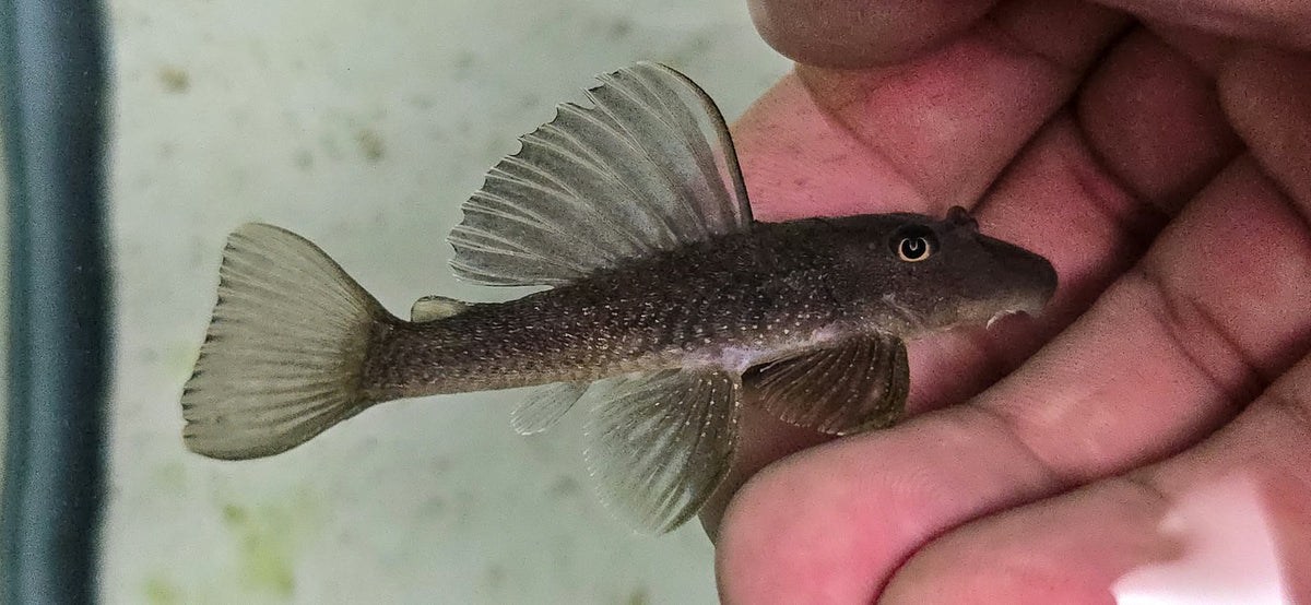 Hemiancistrus votouro