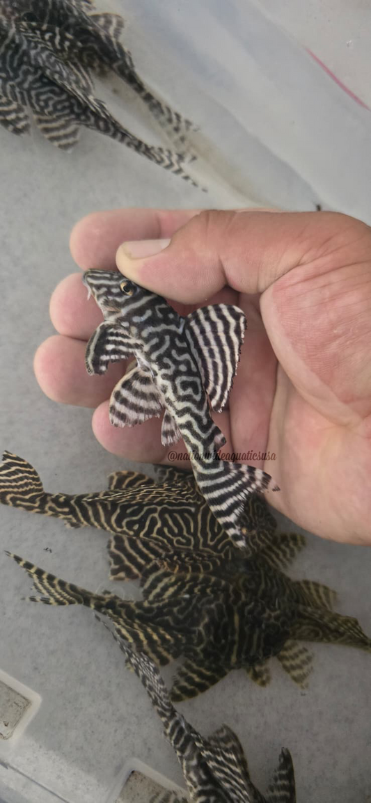 L333 Black and White King Tiger Pleco (Hypancistrus sp. L333) 6 pack