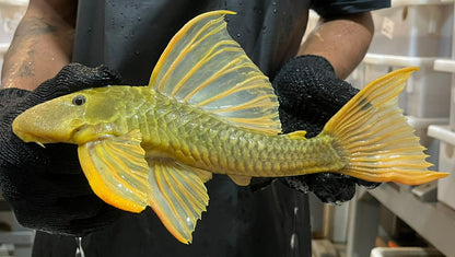 albino hypostomus plecostomus