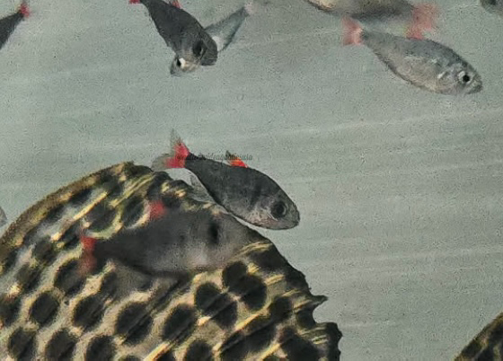 Hyphessobrycon eilyos