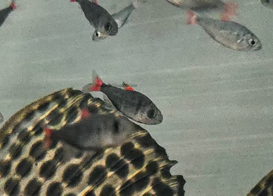Hyphessobrycon eilyos