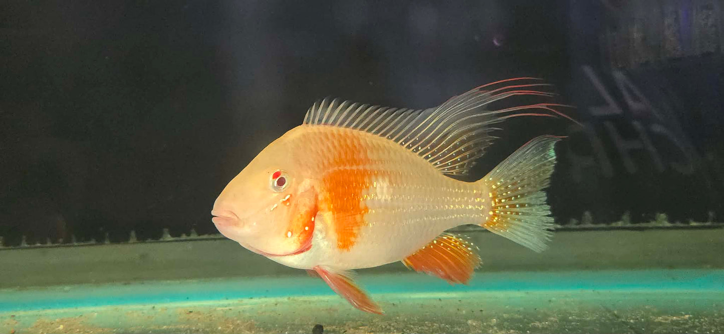 Threadfin Acara (Acarichthys heckelii)  Males