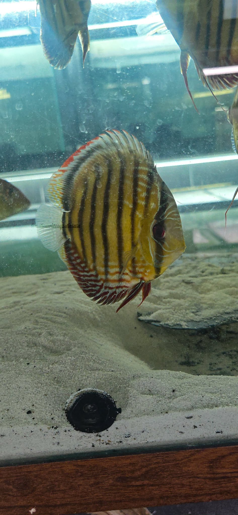 Red/brown Discus from Parconi