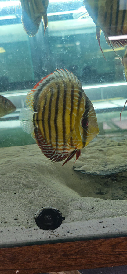 Red/brown Discus from Parconi