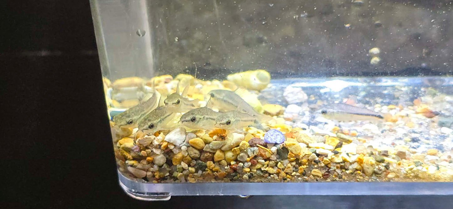 Pygmy corydoras ( Gastrodermus pygmaeus )