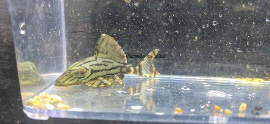 L191 Broken line Royal Pleco (Panaque sp)