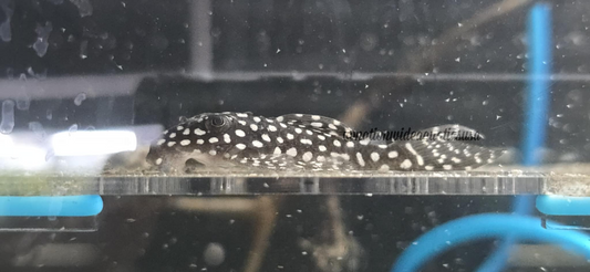 L136C (Hypancistrus sp.)