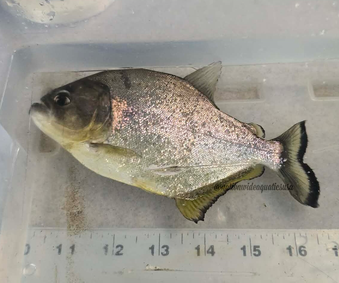 Serrasalmus maculatus 7"