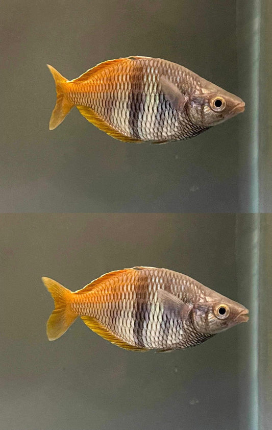 Boesemani Rainbowfish  (uter)