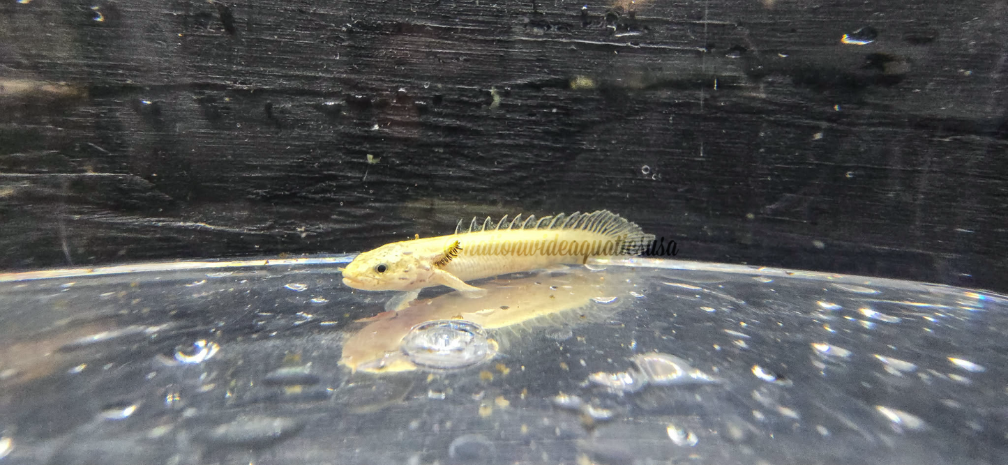 Polypterus endlicheri  ~ Platinum