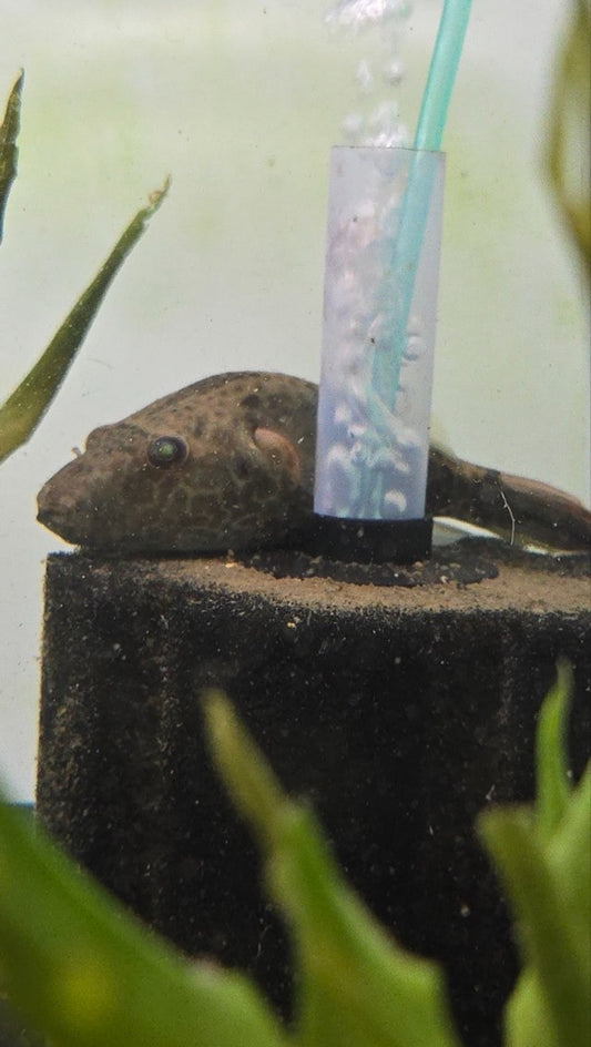 pao species