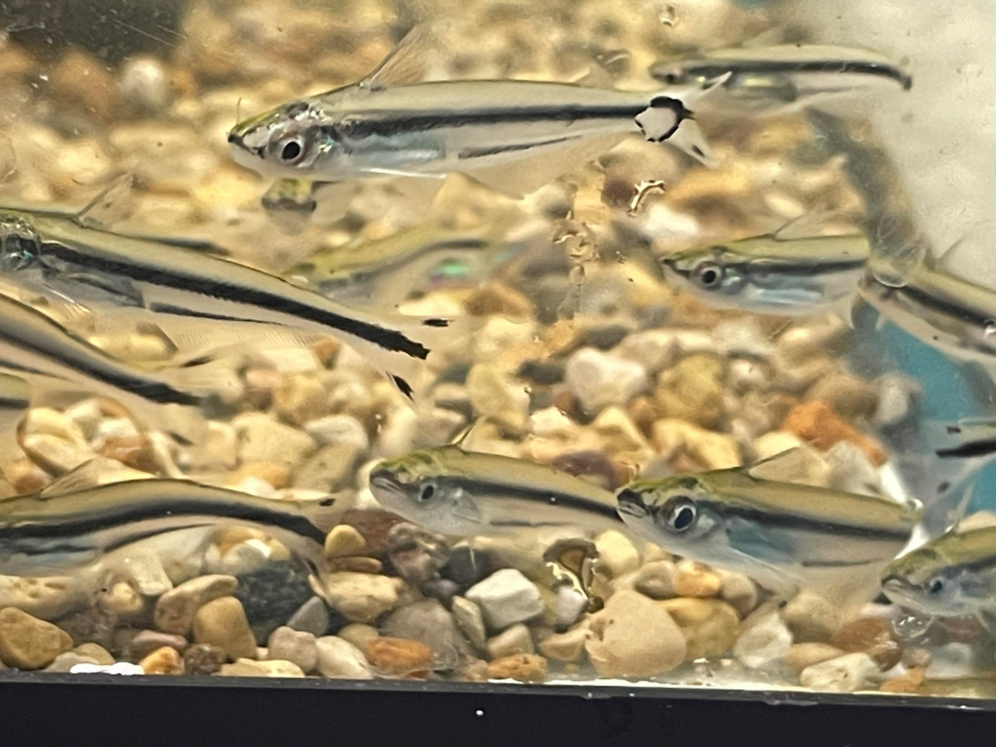 Pareutropius buffei  (Three Striped African Glass Catfish)