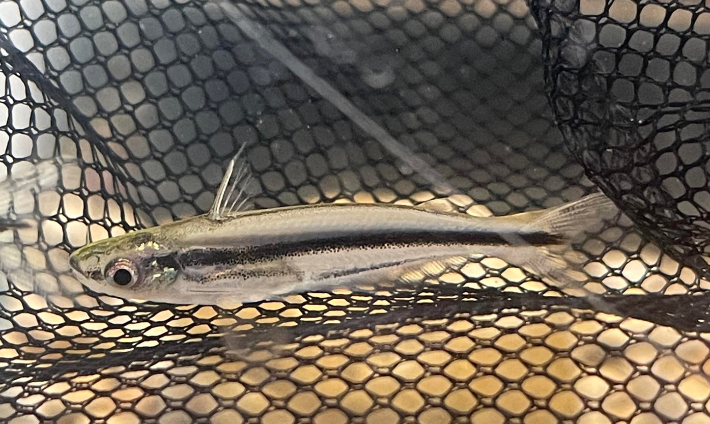 Pareutropius buffei  (Three Striped African Glass Catfish)