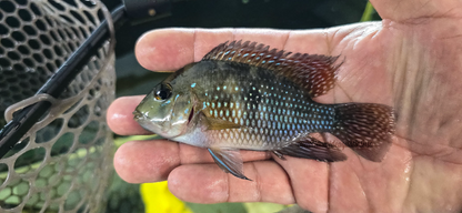 Geophagus iporangensis