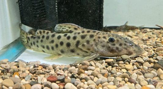 Synodontis longirostris 10"