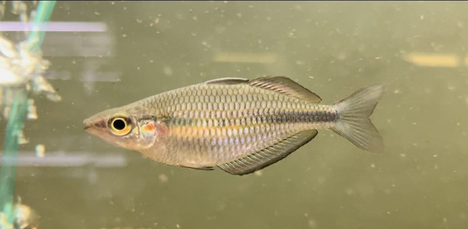 Goldie Rainbowfish