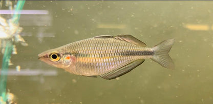 Goldie Rainbowfish