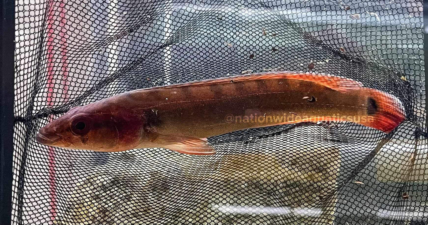 Red Atabapo Pike (Crenicichla sp.)