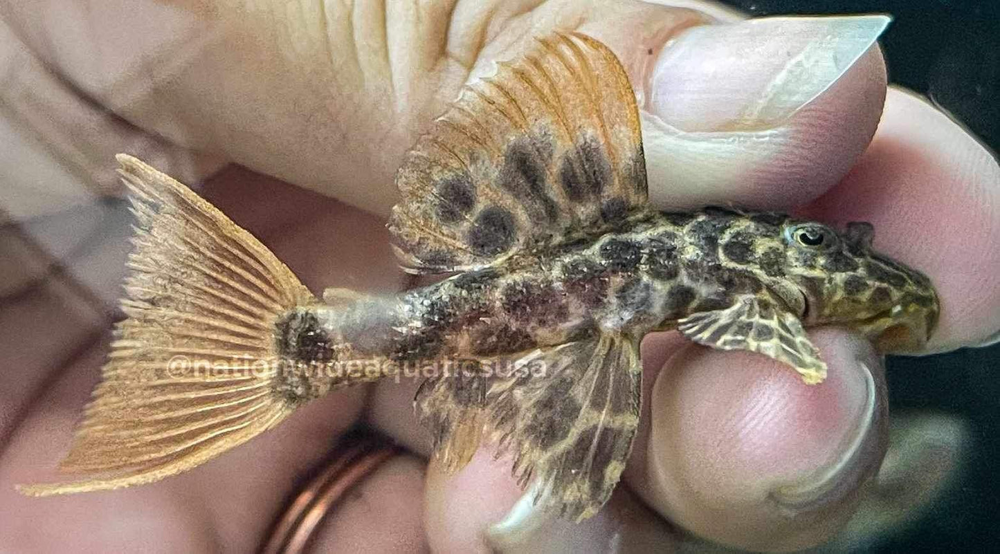 L114 Leopard Cactus Pleco (Pseudacanthicus leopardus)