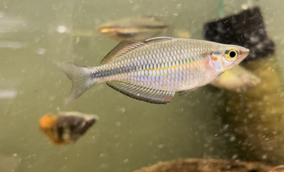 Goldie Rainbowfish