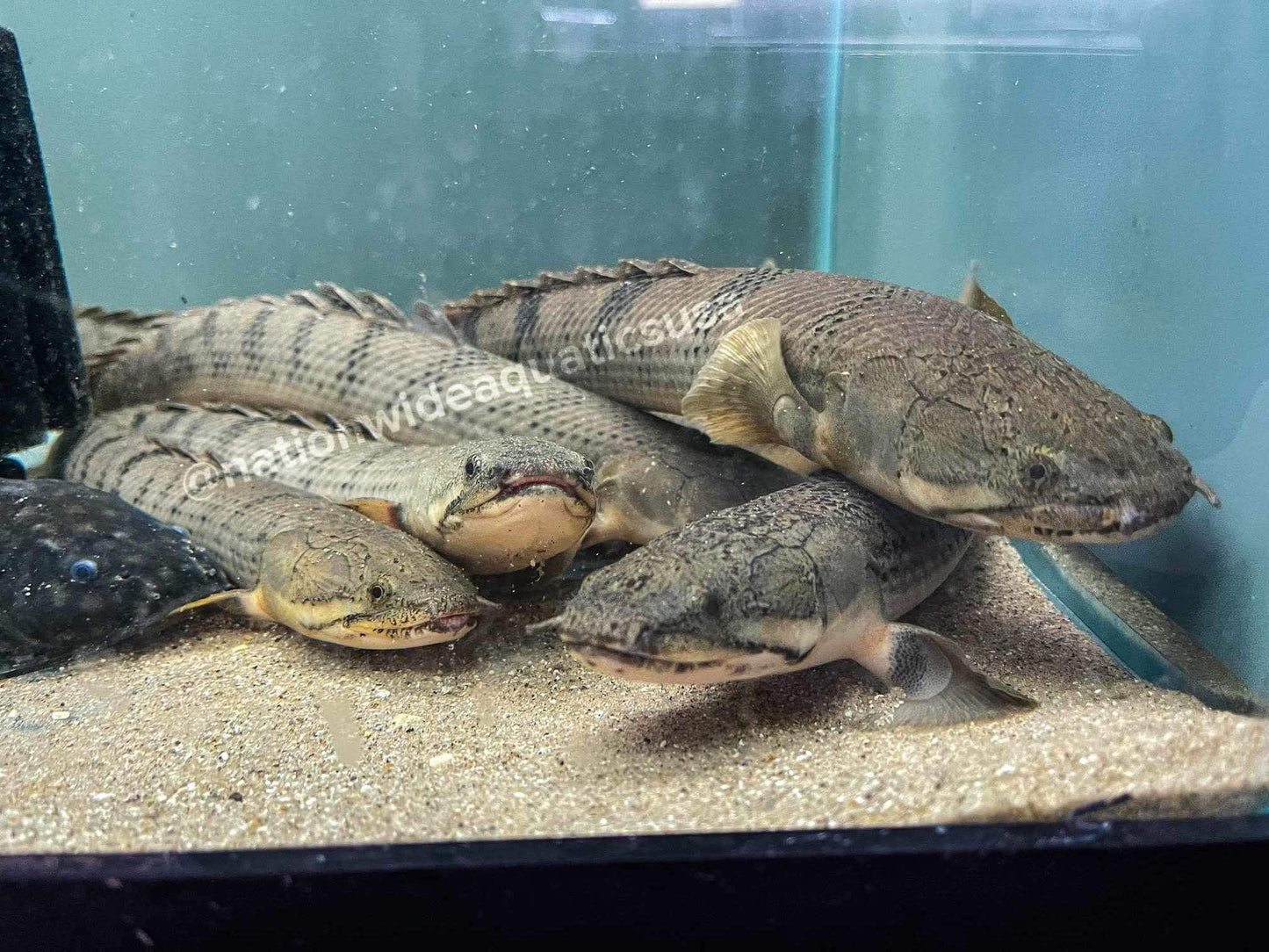 Weeksii Bichir (Polypterus weeksii)