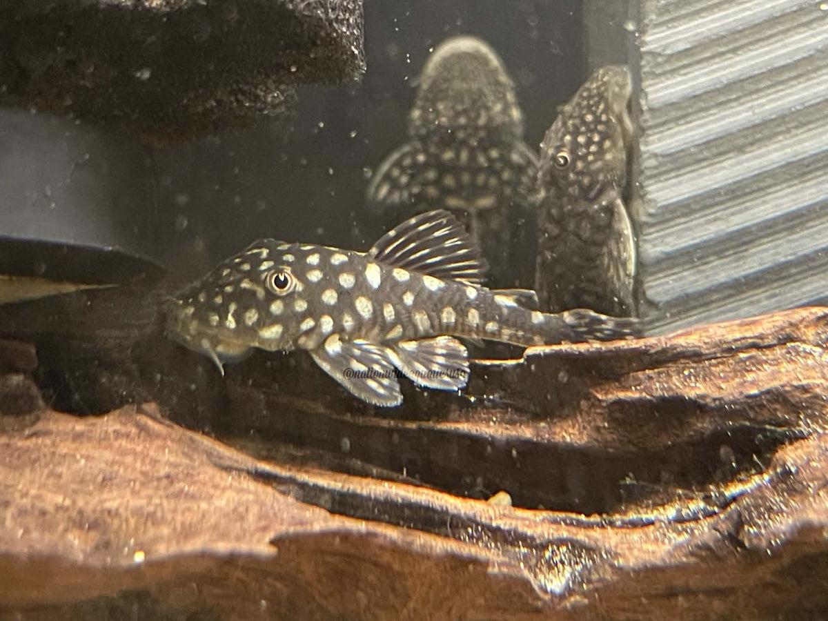 Slate Pleco (Pseudancistrus genisetiger)