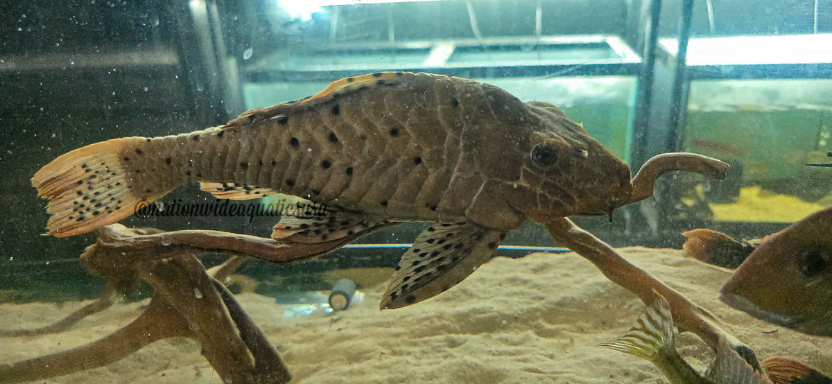 L095 Orange Cheek Pinecone Pleco (pseudorinelepis sp.)