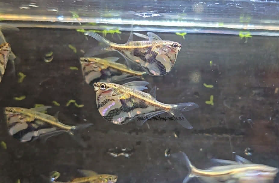 Marbled HatchetFish (carnegiella strigata)