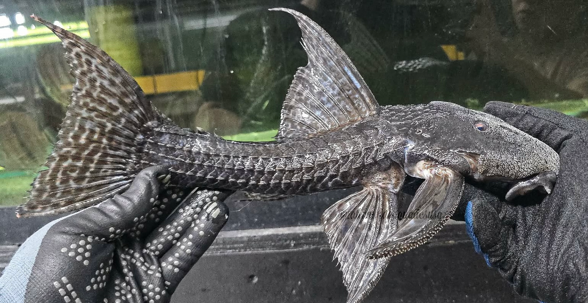 L186 Black Cactus Pleco (Pseudacanthicus Major)