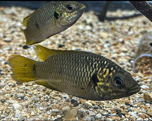 Golden jewel ciclid (Hemichromis sp Guinea ii )
