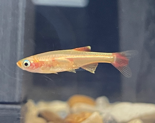 5 Pack Gold White Cloud Mountain Minnow (Tanichthys albonubes Gold)