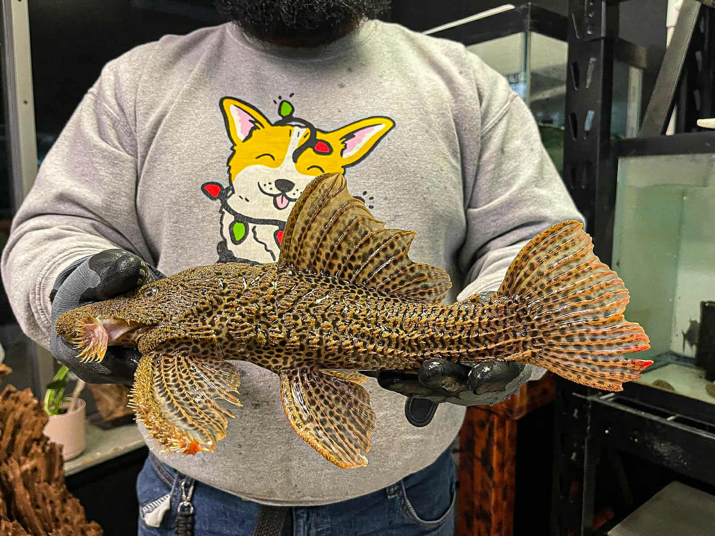 megalancistrus barrae