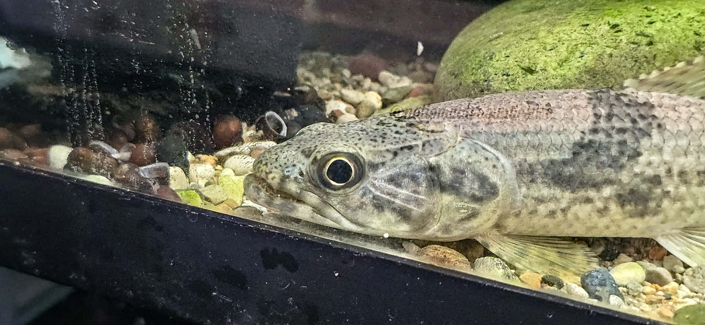 wolf fish (hoplias aimara)