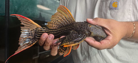 L025 Super Red (Pseudacanthicus pirarara)