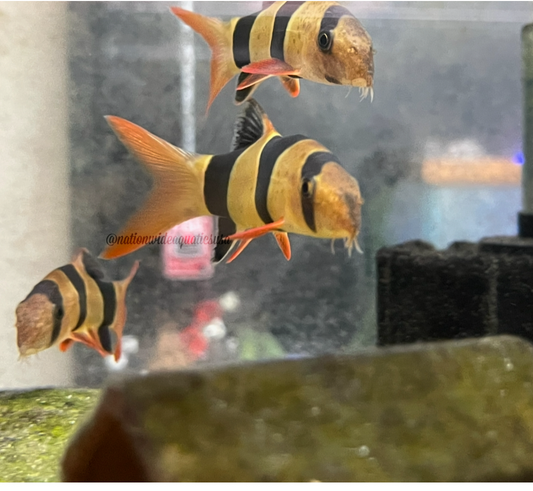 Clown Loach (Chromobotia macracantha) 1"