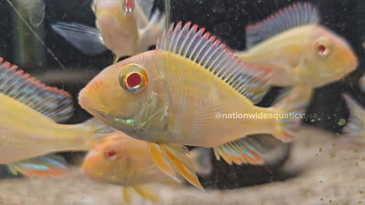 geophagus pyrocephalus "albino"