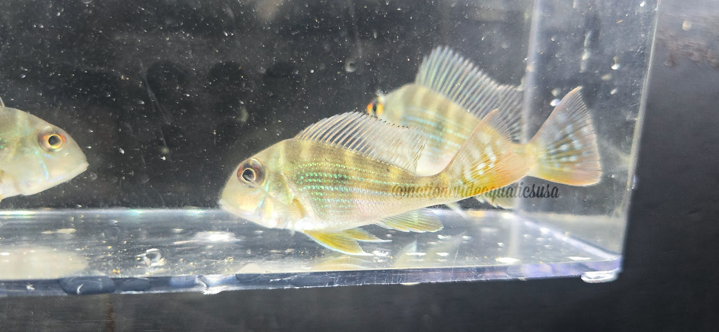 Geophagus sp.