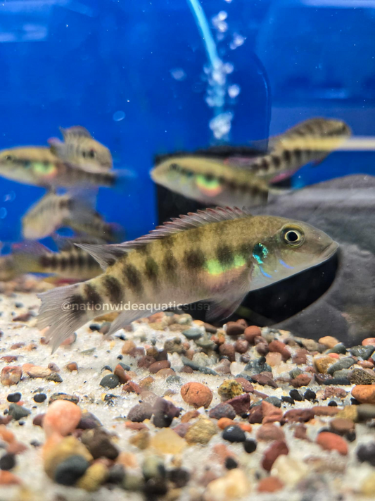 Wallaceochromis Rubrolabiatus