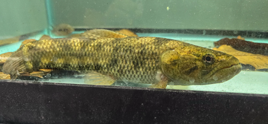 Australis Wolf Fish (Hoplias australis)