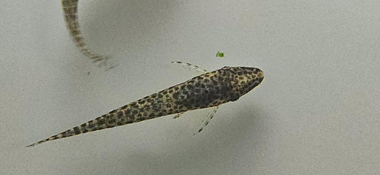 Oxyropsis acutirostris 4 pack
