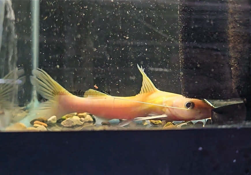 Hemibagrus cf. Planniceps Xanthic