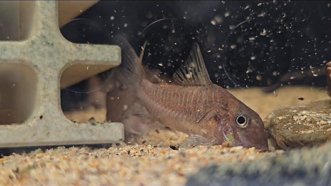 Hoplisoma sanchesi