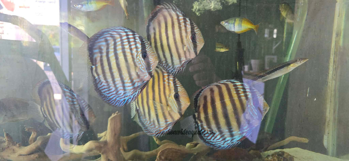 Semi royals discus from sapo grande lake