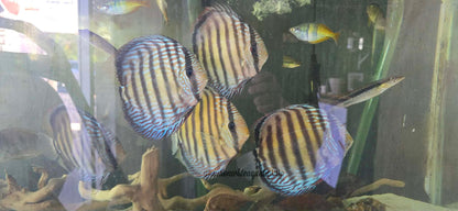 Semi royals discus from sapo grande lake