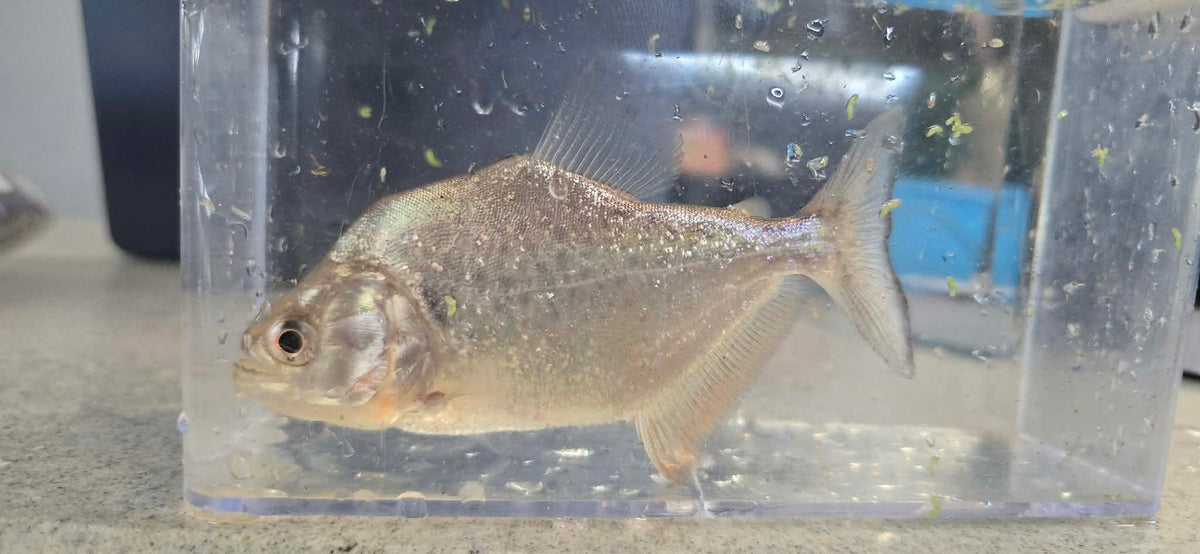 Blue diamond(Serrasalmus rhombeus)
