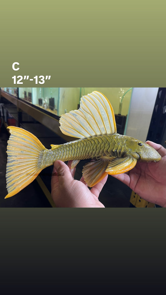hypostomus luteus phase 3