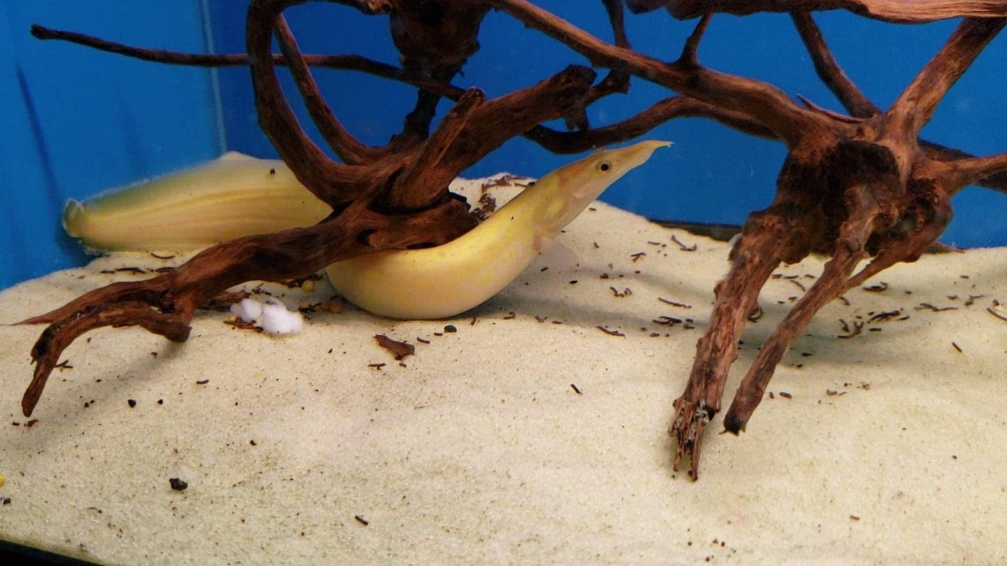 Xanthic unicolor