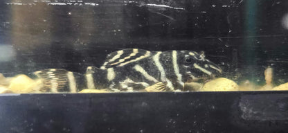 L129 Colombian Zebra Pleco (Hypancistrus debilittera)